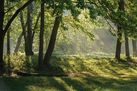 Forest Light, Awesome Nature, Forest Background, Green Nature, Computer Wallpaper, Laptop Wallpaper, Nature Aesthetic, Pretty Places, Green Aesthetic