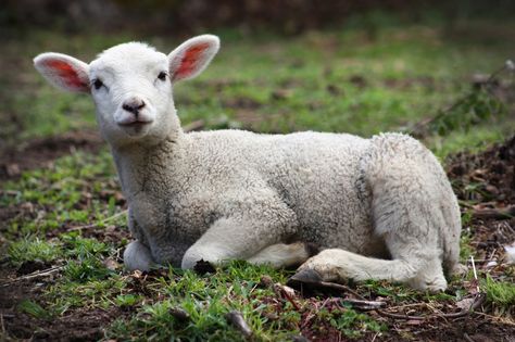 Lamb Lying Down, Sheep Laying Down, Lamb Laying Down, Sheep Drawing, Childrens Illustrations, Nature Animals, Drawing Tips, Art Project, Artist Inspiration