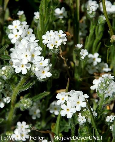 Just planted:  White 'Forget Me Not' flowers White Forget Me Not Flowers, Forget Me Not Flowers, Forget Me Nots, Forget Me Not, Diy Projects, Plants, Flowers, White