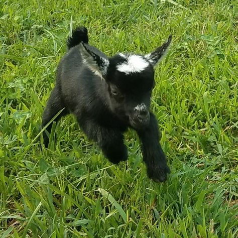 Nigerian Dwarf Doeling Deposit Minature Goats, Pygmy Goats, Raising Goats, Pygmy Goat, Baby Sheep, Baby Goat, Dairy Goats, Baby Goats, Beautiful Animals