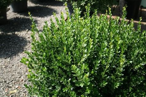 Baby Gem Boxwood, Gem Boxwood, Hedging Plants, Inside Plants, Evergreen Shrubs, The Landscape, Hedges, In The Garden, Perennials