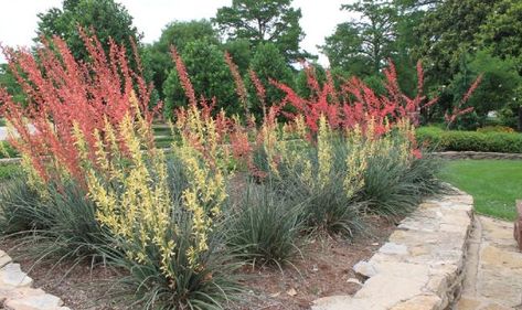 Red Yucca Plant, Red Yucca, Drought Tolerant Shrubs, Natural Landscaping, Yucca Plant, Rock Garden Plants, Drought Tolerant Landscape, Garden Markers, Drought Tolerant Plants