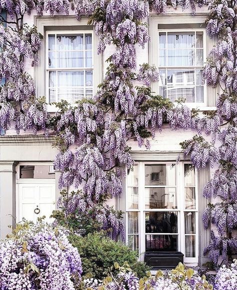 Veranda Magazine, Lovely Morning, European Antiques, Morning Walk, Chelsea Flower Show, Mug Design, West London, Better Homes And Gardens, Wisteria