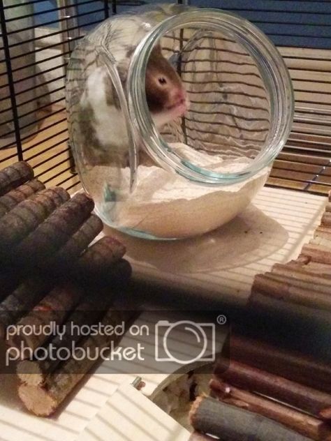 Sand baths? - Hamster Central Diy Hamster Toys, Hamster Sand Bath, Hamster Diy Cage, Gerbil Cages, Cage Hamster, Hamster Diy, Hamster Life, Hamster Habitat, Hamster Care