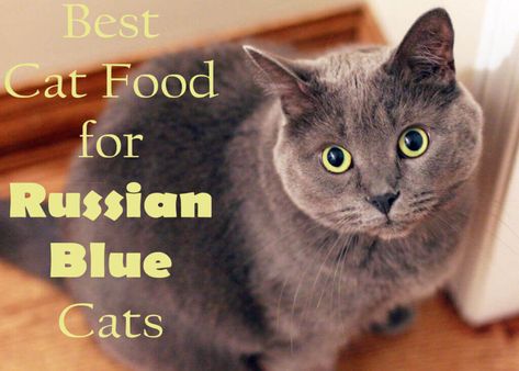 The Russian Blue Cat is renowned for being one of the best breeds of cats to have as a pet. This is most likely due to their beautiful coat and exuberant personalities. Different Cat Breeds, Russian Blue Kitten, All Cat Breeds, Cool Boy Names, How To Cat, Best Cat Food, Beautiful Kittens, Gallery Ideas, Russian Blue Cat