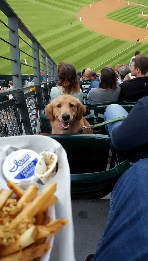 It Was 'Bring Your Dog Night' At The Seattle Mariners Game Last Night. He Stared At Me The Whole Time Like This Perros Golden Retriever, Safeco Field, Garlic Fries, Love My Dog, Puppy Face, Baseball Game, Popular Dog, Baseball Games, Golden Retrievers