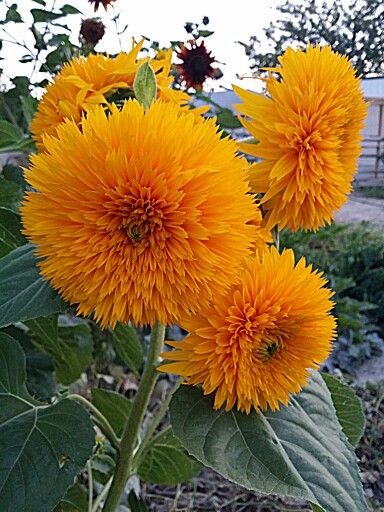 Teddy Bear  Sunflower Teddy Bear Sunflower Bouquet, Teddybear Sunflowers, Teddy Sunflower, Journaling Themes, Teddy Bear Sunflower, Thai Flower, Beautiful Sunflowers, Plant Projects, Parts Of A Flower