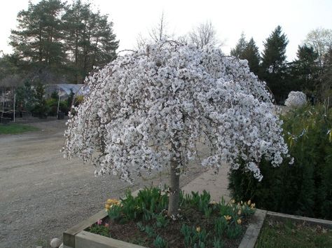 Graceful weeping, irregular form. Literally covered with snow-white blossoms in the spring. Dark green leaves turn a brilliant orange in fall. This small growing form of Weeping Cherry is perfect for your oriental and rock gardens or small yards. Very easy to maintain at a desired size. Bottom and top grafted. Weeping Cherry Tree, Weeping Trees, Weeping Cherry, Trees For Front Yard, Privacy Trees, Flowering Cherry Tree, Ornamental Trees, White Gardens, Landscaping With Rocks