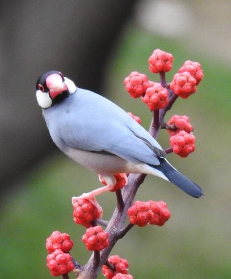 ブンチョウ (文鳥)  Java Sparrow, Java Finch, Java Rice Sparrow, Java Rice Bird (Lonchura oryzivora, Loxia oryzivora, Padda oryzivora) Java Finch, Java Rice, Java Sparrow, Java Script, Finch Bird, Finches Bird, Green Wing, Red Bill, Animal References