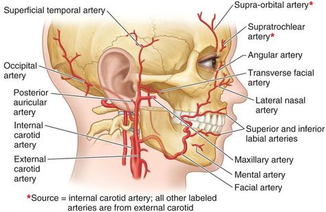 Arteries of the Face - branches of the external & internal carotid arteries Arteries Anatomy, Aesthetic Training, Internal Carotid Artery, Human Skeleton Anatomy, Parotid Gland, Facial Anatomy, Dental Hygiene School, Dental Anatomy, Facial Nerve