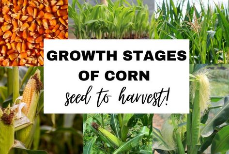 The Growth Stages of Corn: From Seed to Harvest Corn Growth Stages, Growing Corn From Seed, Growing Sweet Corn, Corn Harvest, Corn Crop, Growing Corn, Stages Of Development, Corn Stalks, Corn Seed