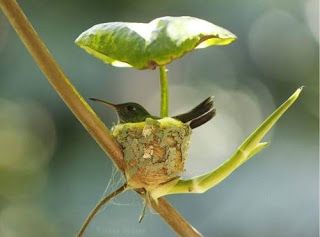 Hummingbird Nest with Umbrella | Content in a Cottage Hunting Meme, Hummingbird Nests, Arte Inspo, Baby Animals Funny, Small Leaf, Beautiful Birds, Bird Feeders, Mother Nature, Animals And Pets