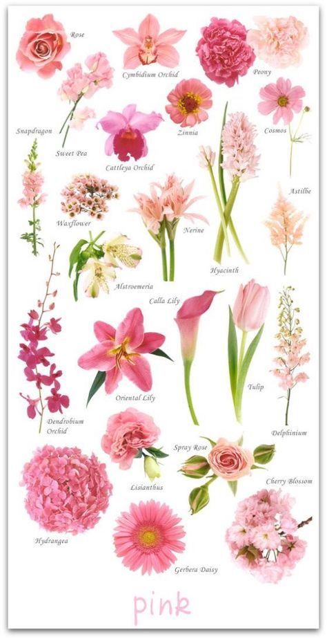 Flowers And Their Names, Flower Chart, Gubahan Bunga, نباتات منزلية, Flower Guide, Flower Names, Deco Floral, Garden Care, Types Of Flowers