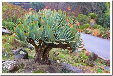 Aloe Plicatilis, Fan Aloe, Echeveria Imbricata, Seeding Lawn, Succulent Gardens, Colorful Succulents, Planting Shrubs, Coastal Gardens, Mediterranean Garden