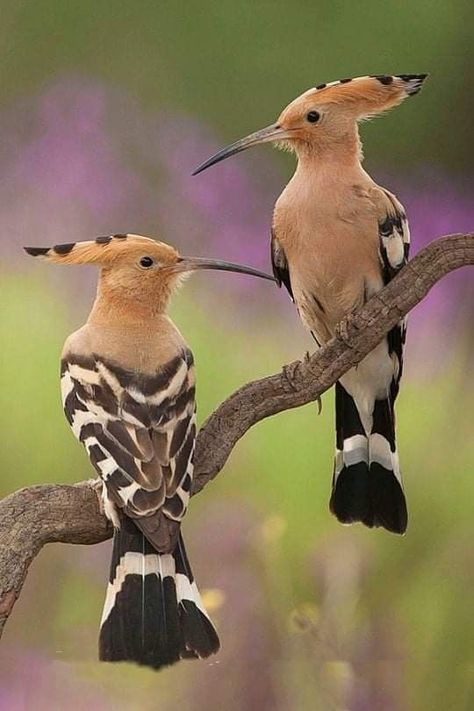 Pin by Miguel Gosálvez Mariño MGMoso on Mundo animal - Animal world | Pet birds, South african birds, Nature birds Hoopoe Bird, South African Birds, Animale Rare, Rare Birds, Funny Birds, Nature Birds, All Birds, Exotic Birds, Pretty Birds