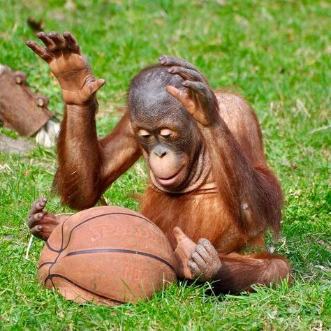 Monkey Playing Basketball, Monkey Playing, Cute Monkey Pictures, Types Of Monkeys, Monkey See Monkey Do, Baby Orangutan, Funny Monkey, Monkey Pictures, Mountain Gorilla