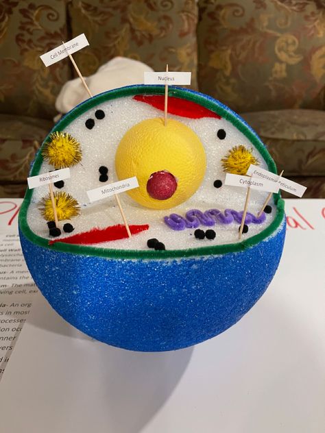 3d Animal Cell Project, 3d Cell Project, Animal Cell Model Project, 3d Animal Cell, Plant Cell Project, Cell Model Project, Animal Cell Project, Cell Project, 3d Cell