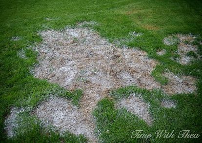 totally repair dead grass spots damaged by dog urine in 3 easy steps, lawn care, pets, pets animals Reseeding Lawn, Lawn Repair, Stepping Stones Diy, Dog Urine, Aerate Lawn, Diy Lawn, Lush Lawn, Landscaping Company, Top Soil