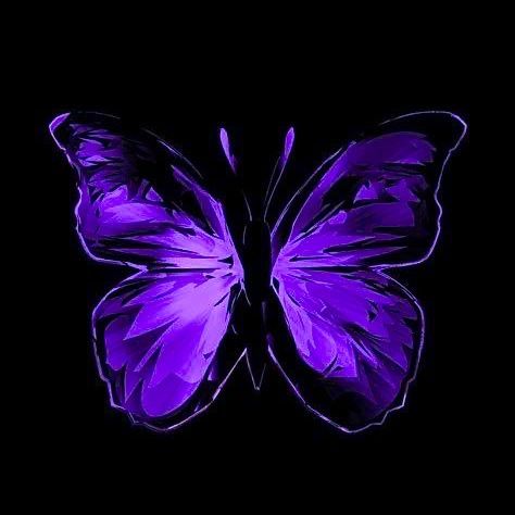 Black And Purple, Purple Butterfly, Purple, Black