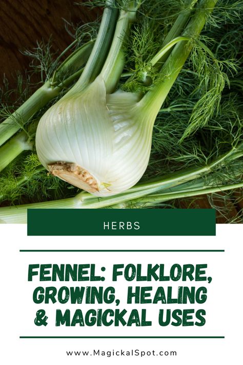 Fennel Leaves Uses, Dog Fennel Plant Uses, Fennel Herb Benefits, Fennel Fruit Benefits, Fennel Uses, Growing Fennel, Fennel Seed Magical Properties, Green Magic, Fennel Seeds