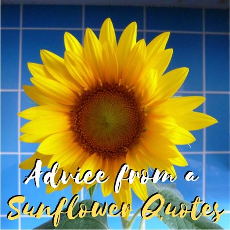 Advice from a Sunflower Quotes Quotations Sayings Sentiments Being a Friend and Attracting Friendships Sunflower Poem, Sunflower Facts, Best Sayings, Sunflower Quotes, Being A Friend, Friendship Images, Sunflowers And Roses, Rose Quotes, Friends Image