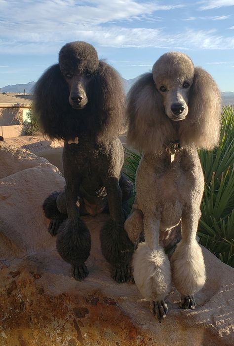 Female Poodle, Standard Poodle Haircuts, Teddy Bear Poodle, Anjing Poodle, Poodle Haircut, Poodle Cuts, Pretty Poodles, Poodle Grooming, Toy Poodle Puppies