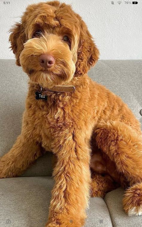 Goldendoodle Grooming Haircuts Teddy Bears, Aussiedoodle Teddy Bear Haircut, Brindle Goldendoodle, Golden Doodle Haircut Styles Teddy Bear, Aussie Doodle Haircut Styles, Goldendoodle Teddy Bear Haircut, Mini Goldendoodle Haircut, Teddy Bear Cut Goldendoodle, Mini Bernedoodle Haircut