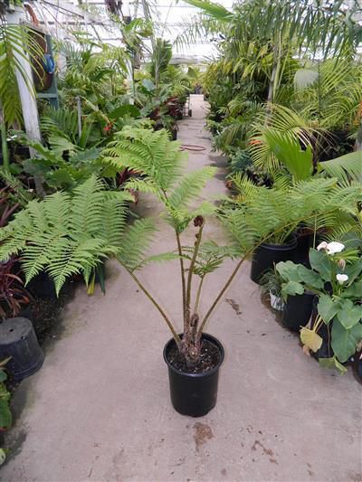 Australian Tree Fern - 4-6ft Cyathea Cooperi, Australian Tree Fern, Fern Tree, Tropical Landscape Design, Ferns Garden, Woodland Plants, Tree Fern, Indoor Gardens, Garden Living