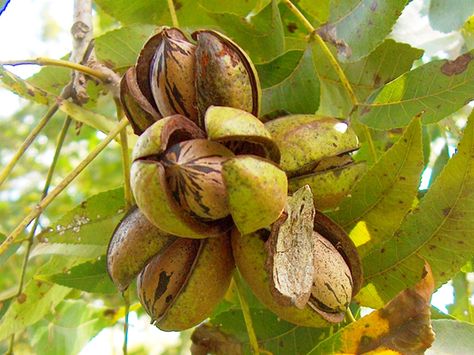 Pecan Trees, Pecan Tree, Berry Plants, Live Tree, Pecan Nuts, Garden Equipment, Food Forest, Candied Pecans, Tree Seeds