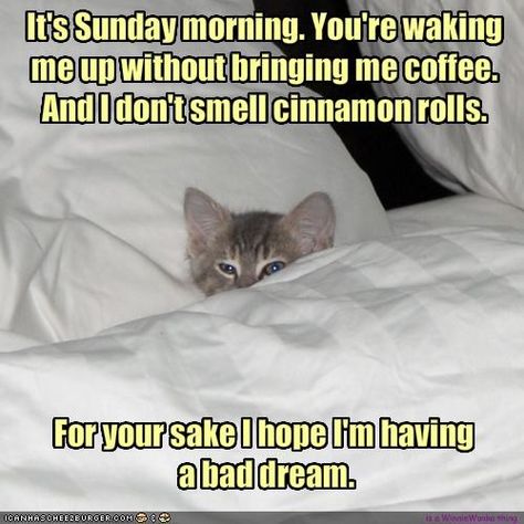 Funny Sunday Morning Coffee | It's Sunday morning. You're waking me up without bringing me coffee ... Sunday Morning Memes, Sunday Morning Humor, Sunday Humor, Sunday Morning Coffee, Good Morning Motivation, Sunday Coffee, Morning Memes, Good Morning Funny Pictures, Easy Like Sunday Morning