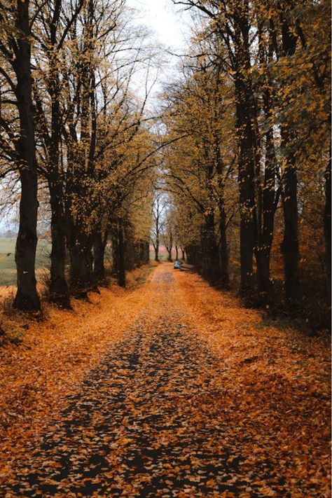 Embrace the magic of fall with this enchanting tree-lined path blanketed in golden leaves. Perfect for your autumn bucket list, this serene setting is ideal for long walks, photography, or simply soaking in the season's charm. Save this pin for your next fall adventure inspiration! 🍁✨#AutumnVibes #FallInspiration #NatureEscape #CozySeasons #FallAesthetic Autumn Bucket List, Golden Autumn, Adventure Inspiration, Fall Bucket List, Golden Leaves, Long Walks, Autumn Inspiration, Fall Vibes, A Walk