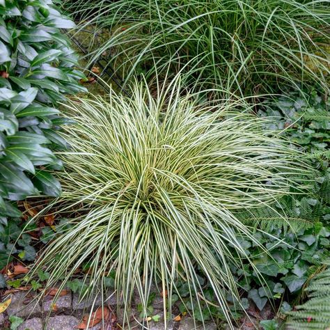 Japanese Sedge, Carex Grass, Carex Oshimensis, Grass Plants, Crape Myrtle, Evergreen Plants, Rose Trees, Climbing Roses, Ornamental Grasses