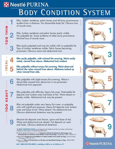 Imgur: The magic of the Internet Dog Weight Chart, Pelvic Bone, Fat Dogs, Body Scale, Dachshund Funny, Weight Charts, Dog Health Tips, Dog Weight, Body Condition