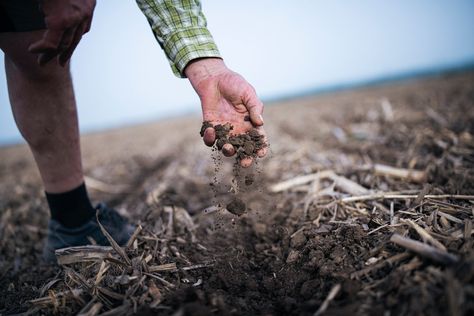 Are Carbon Markets for Farmers Worth the Hype? | Civil Eats Alkaline Soil, Manure Management, Crop Insurance, Sustainable Food Systems, Black Soil, Cosmic Space, Carbon Sequestration, Cash Crop, Soil Testing