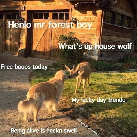 Henlo my forest boy What’s up house wolf Free boops today My lucky day frendo Being alive is heckn swell Up House, 귀여운 동물, Animal Memes, Cute Funny Animals, Cuteness Overload, Animals Friends, Animal Kingdom, Funny Cute, Life Is Beautiful