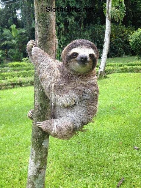 Visit SlothGifts.net for more funny sloth photos and videos Cute Sloth Pictures, Sloth Photos, Three Toed Sloth, Sloth Life, Sloth Art, Hanging Upside Down, Talking Animals, A Sloth, Sloth Lovers