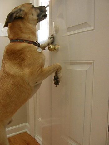 Dog Scratching Door, Automatic Dog Door, Door Protector, Pet Doors, Pet Door, Dog Gate, Pet Kitten, Dog Diapers, Dog Agility