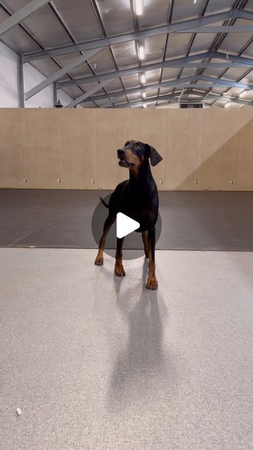 Jamie The Dog Trainer on Instagram: "Leia the Dobermann midway through her two week board and train🔥👌🚀 #doberman #dobermans #dogtraining" Doberman Training, Doberman Dogs, Dog Trainer, Doberman, The Dog, Dog Training, Train, Dogs, On Instagram