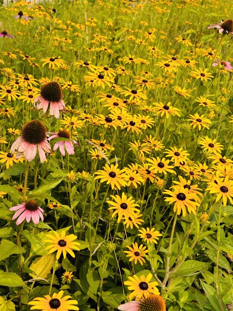 5 Low-maintenance Butterfly Host Plants Bee Garden Design, Eastern Redbud Tree, Full Sun Landscaping, Bushes And Shrubs, Butterfly Garden Design, About Butterfly, Milkweed Plant, Early Spring Flowers, Asclepias Tuberosa