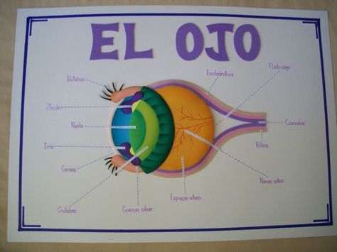 Cartelera partes del ojo School Projects, Humor, Memes, Anime, Humour, Tela