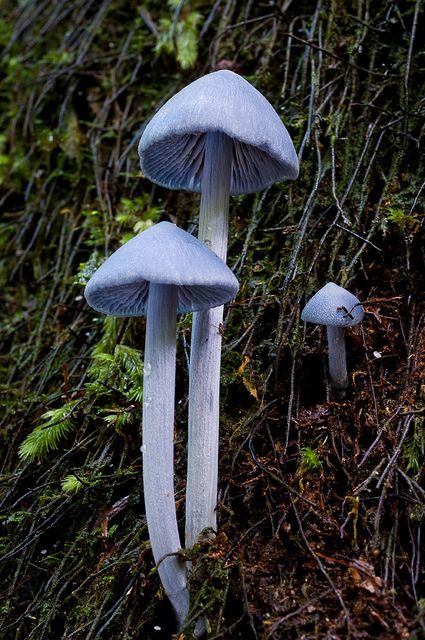 Blue Mushrooms, Blue Mushroom, Clay Mushroom, Lichen Moss, Mushroom Pictures, Slime Mould, Mushroom Fungi, Mushroom Art, Wild Mushrooms