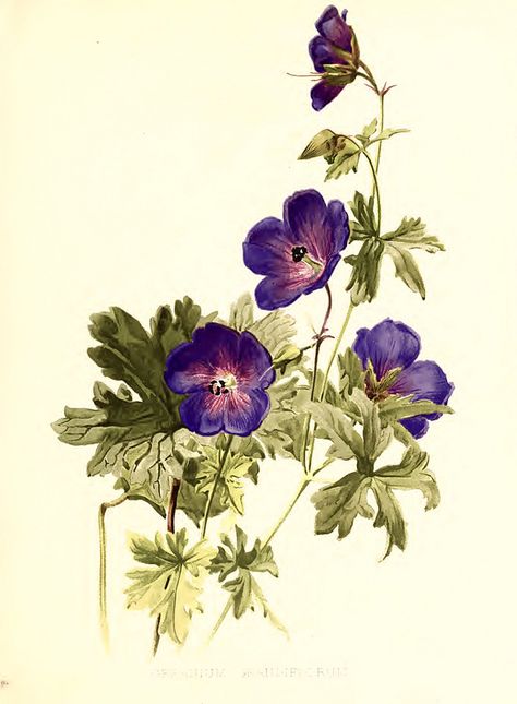 Geranium himalayense [as Geranium grandflora].- Flora and Sylva vol.1 (1903) Creative Labels, Geranium Himalayense, English Flower Garden, William Robinson, Art Deco Wall Art, Moon Art Print, Illustration Botanique, Botanical Illustrations, Botanical Painting