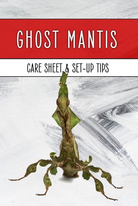 Ghost mantis care can be quite simple once you get everything set up correctly. This praying mantis care sheet discusses everything from selecting the right cage or vivarium, through to heating, set-up and even feeding too. Ghost Mantis Terrarium, Mantis Terrarium, Ghost Mantis, Bugs Life, Animal Help, Praying Mantis, Vivarium, Rare Animals, Diy Set