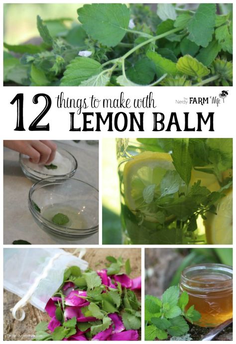 12 Things to Make With Lemon Balm Things To Make With Lemon, Lemon Balm Uses, Bug Bite, Herb Recipes, Herbal Recipes, Herbal Healing, Herbs For Health, Upset Stomach, Garden Recipes