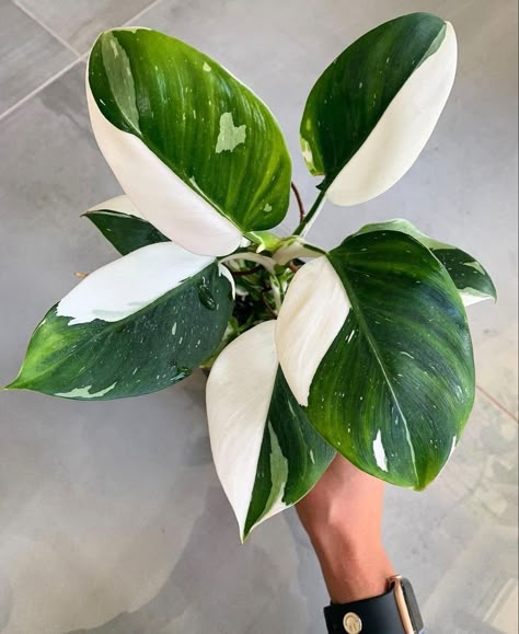 Philodendron White Knight, Philodendron White Princess, White Wizard, Plant Goals, Philodendron Plant, Front Garden Design, White Knight, Plant Wishlist, Inside Plants