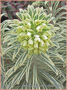 Euphorbia 'Tasmanian Tiger'  I got this at the annual Fairhaven Plant Sale that I've gone to for the past 7 years. Tasmanian Tiger, Herbaceous Border, Dry Garden, Backyard Entertaining, Plant Labels, Plant Combinations, Garden Borders, White Gardens, Pretty Plants