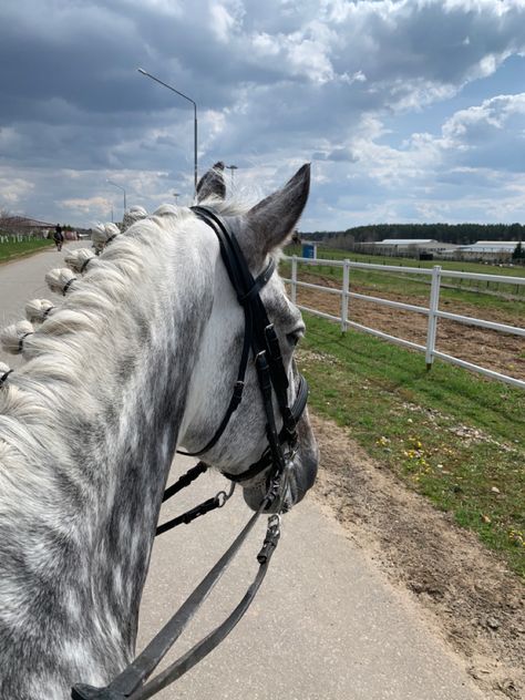 Gray Horse Aesthetic, Horse Selfie, Horses Aesthetics, Dapple Horse, Dapple Grey Horse, Dapple Grey Horses, Horsey Life, Horse Riding Aesthetic, Gray Horse