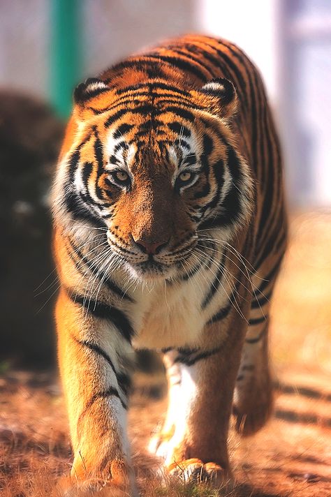 lmmortalgod: Siberian female tiger by Stoyan Katinov Strawberry Tiger, Female Tiger, Baby Jaguar, Tiger Photography, Cat Species, Tiger Pictures, Tiger Tiger, Siberian Tiger, Siberian Cat