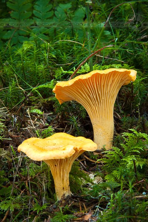 Cantharellus Cibarius, Mushroom Man, Mushroom Cake, Mushroom Pictures, Mushroom Crafts, Forest Fruits, Yard Sculptures, Slime Mould, Mushroom Fungi