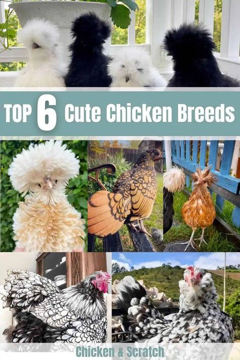 Top 6 Utterly Cute Chicken Breeds (with Pictures) Cool Looking Chickens, Cute Chicken Breeds, Frizzell Chickens, Chicken Feed For Laying Hens, Polish Frizzle Chicken, Best Chicken Feed, Cluckingham Palace, Chicken Breeds With Pictures, Homemade Chicken Feed